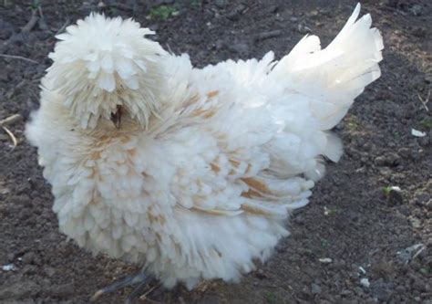 polish silkie chicken mix